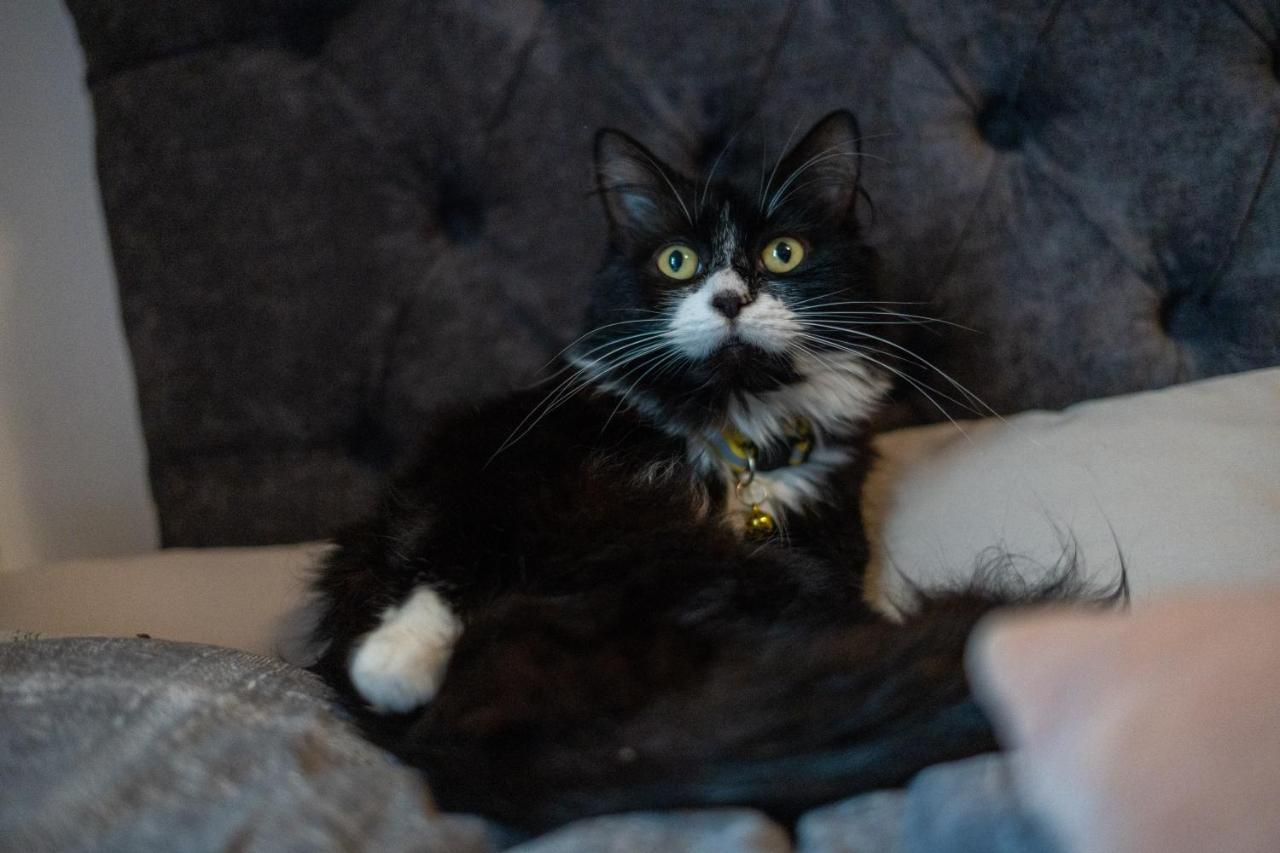 Cavendish Cat And Gaming House Appartement Blackpool Buitenkant foto