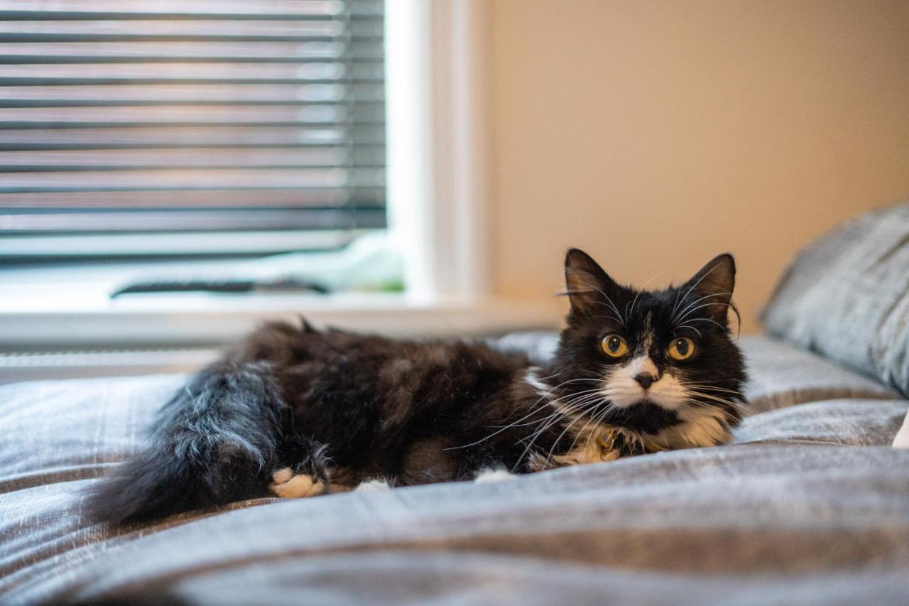 Cavendish Cat And Gaming House Appartement Blackpool Buitenkant foto